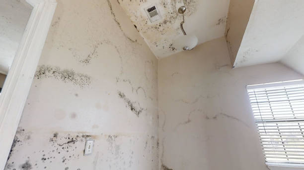 Best Black Mold Removal  in Hollywood, FL