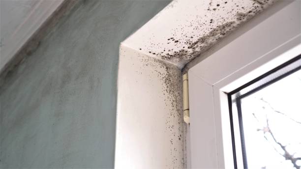 Best Real Estate Mold Inspection  in Hollywood, FL