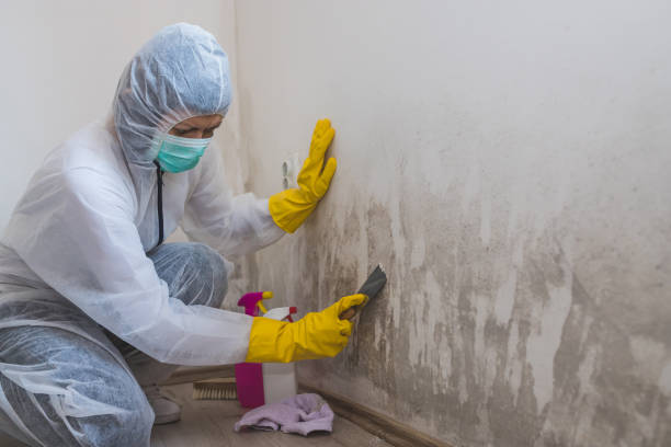 Best Crawl Space Mold Remediation  in Hollywood, FL